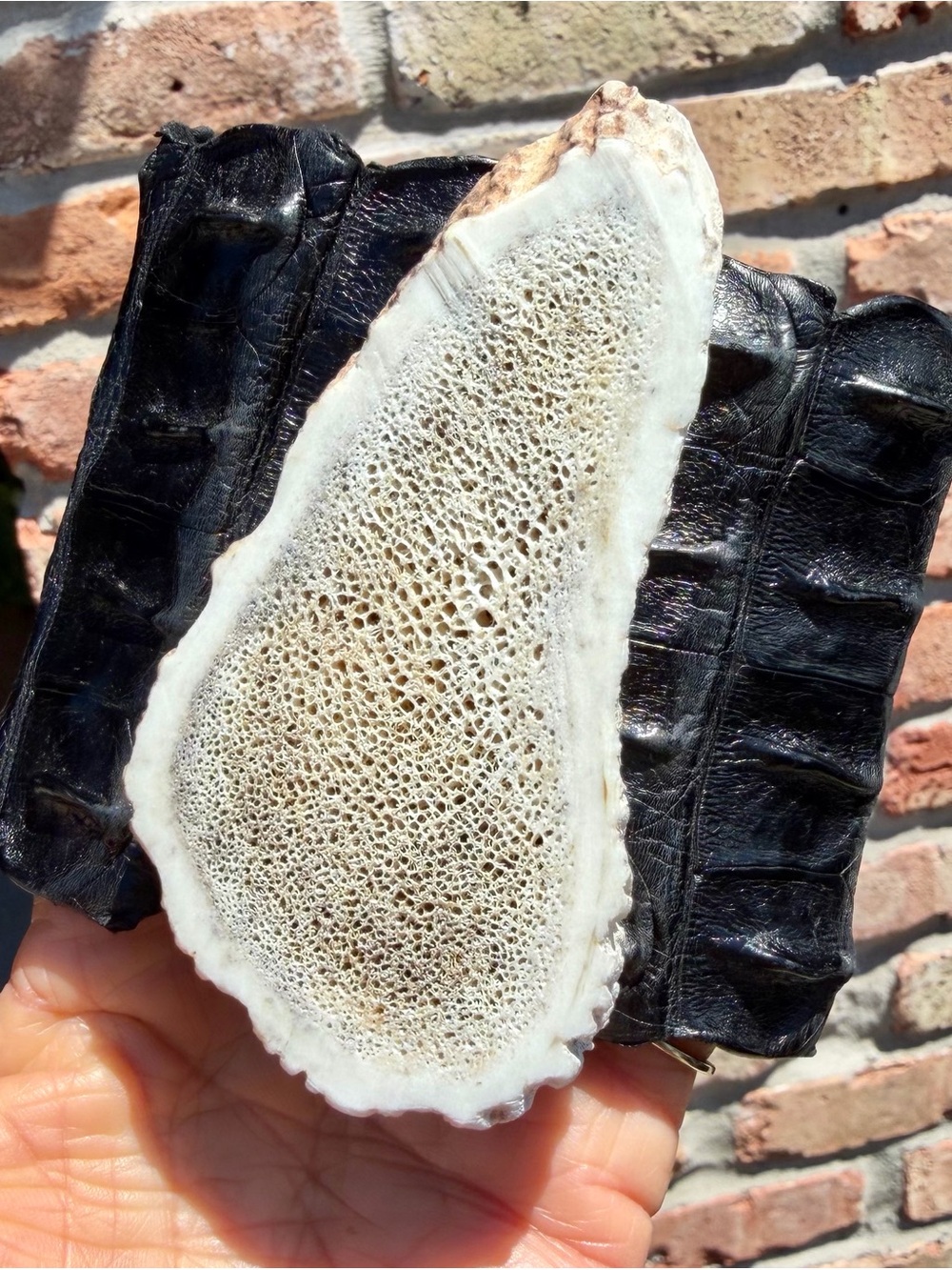 Authentic Croc Bracelet W/Genuine Large Antler Shed Slab ONE OF A KIND!!